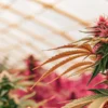 Pink and purple cannabis plant flowering inside a greenhouse with vibrant leaves and dense buds.
