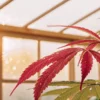 Red cannabis leaves with visible water droplets inside a greenhouse illuminated by warm morning sunlight.