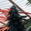 Cannabis plant with red and dark green leaves during late flowering stage inside a greenhouse