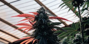 Cannabis plant with red and dark green leaves during late flowering stage inside a greenhouse