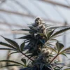 Resin-rich cannabis plant with frosty buds growing inside a greenhouse under natural daylight.