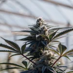 Resin-rich cannabis plant with frosty buds growing inside a greenhouse under natural daylight.