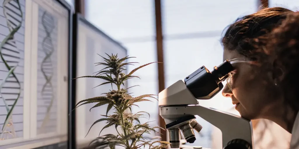 Scientist examining a cannabis plant under a microscope in a professional research laboratory.