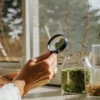 Scientist examining dried cannabis buds with a magnifying glass in a laboratory setting.
