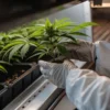 Scientist wearing gloves carefully holding a young cannabis seedling in a controlled indoor grow environment.