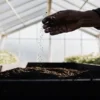 Gardener sprinkling soil over prepared cannabis seedbeds inside a greenhouse.