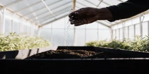 Gardener sprinkling soil over prepared cannabis seedbeds inside a greenhouse.