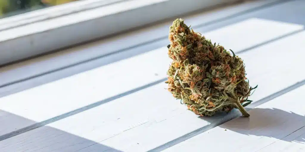 Sunlit cannabis bud resting on a white wooden surface with visible trichomes and orange pistils