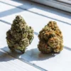 Two dense cannabis buds resting on a white wooden surface under natural sunlight, showing green and orange trichomes.