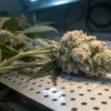Cannabis bud mold contamination close up showing a flower covered with powdery mildew in a grow room.
