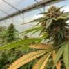Cannabis bud yellow leaves greenhouse showing a flowering plant with signs of nutrient deficiency.