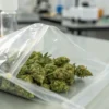 Cannabis buds inside transparent sealed plastic bag on laboratory table.