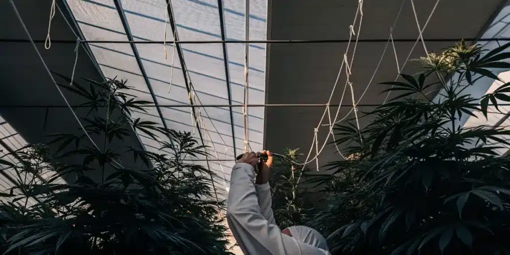Grower securing SCROG support net over cannabis plants in a commercial greenhouse.