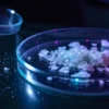 Cannabis crystals petri dish laboratory showing crystalline extract samples under controlled scientific conditions.