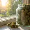 Cannabis curing jar window sunlight with dried buds in a glass jar illuminated by natural light.
