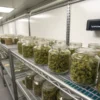 Glass jars filled with cannabis buds arranged on shelves inside a controlled curing room.