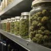 Cannabis curing jars storage room with multiple glass jars filled with dried buds on industrial shelves.