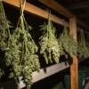 Cannabis buds hanging upside down drying in a dark indoor room.
