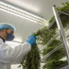 Cannabis drying process lab technician inspecting hanging cannabis branches on metal racks in a controlled indoor facility.