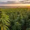 Cannabis field sunset outdoor grow with a large-scale plantation of cannabis plants under warm evening light.