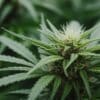 Young cannabis cola in greenhouse with fresh pistils and vibrant leaves.