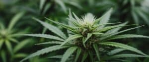 Young cannabis cola in greenhouse with fresh pistils and vibrant leaves.