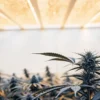 Cannabis plants in flowering stage under modern LED grow lights indoors