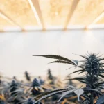 Cannabis plants in flowering stage under modern LED grow lights indoors