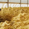 Scientist monitoring cannabis plants in greenhouse using measurement device.