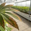 Cannabis leaf brown spots disease showing a damaged leaf with necrotic edges in a greenhouse environment.