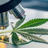 Cannabis leaf microscope lab analysis with a cannabis leaf placed under a microscope for scientific examination.