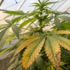Cannabis leaf yellowing nutrient deficiency showing lower leaves turning yellow and brown in a greenhouse plant.