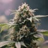 Cannabis mature bud with frosty trichomes and dense resin-rich flowers.