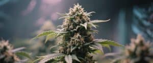 Cannabis mature bud with frosty trichomes and dense resin-rich flowers.