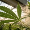 Cannabis mold webbing greenhouse showing fungal growth spreading across a cannabis plant inside a greenhouse environment.