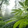 Cannabis plant forest natural humidity with green leaves covered in morning dew in a misty woodland environment.