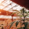 Cannabis plant in greenhouse during flowering stage with warm sunset lighting.