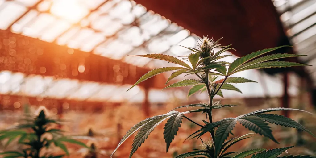 Cannabis plant in greenhouse during flowering stage with warm sunset lighting.