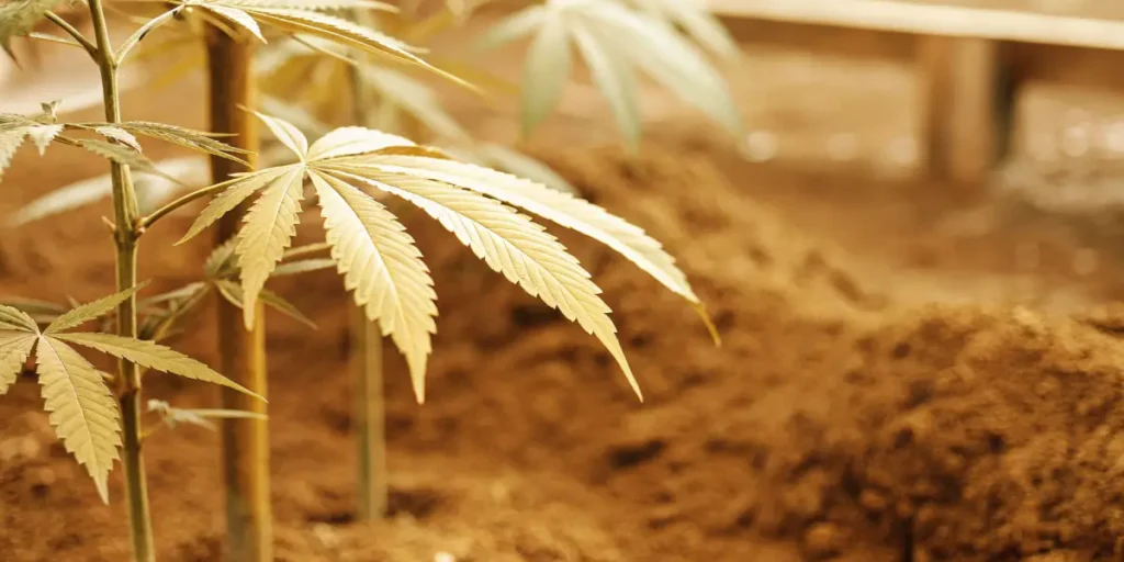 Cannabis plant with healthy leaves growing in nutrient-rich soil inside a garden bed.