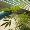 Cannabis plant inspection led grow room with a gloved hand checking plant health under LED lights.
