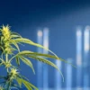 Close-up of green cannabis plant in flowering stage inside laboratory setting.