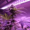 Cannabis plant LED grow light purple spectrum showing flowering stage under indoor cultivation lighting.
