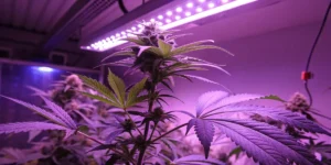 Cannabis plant LED grow light purple spectrum showing flowering stage under indoor cultivation lighting.