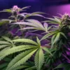 Cannabis plant purple LED flowering stage with buds developing under indoor grow lights.