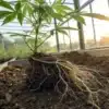 Cannabis plant roots in soil greenhouse with exposed root system and young plant growing under warm sunlight.