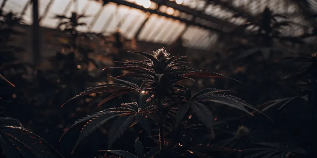Cannabis plant silhouette in greenhouse under low light during flowering stage.