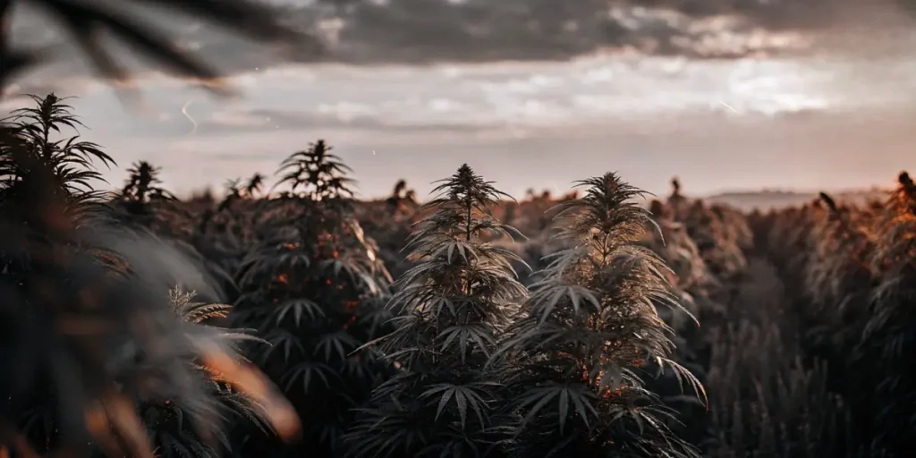 Cannabis plants in a field during golden hour with warm natural lighting.