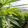 Cannabis plants growing in greenhouse with healthy green leaves and rows of plants under natural sunlight.