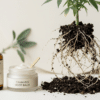 Cannabis root extract skincare Friedelin serum balm displayed beside exposed cannabis roots and botanical beauty products.