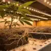 Cannabis root mold indoor grow showing exposed roots affected by fungal growth in a controlled cultivation environment.